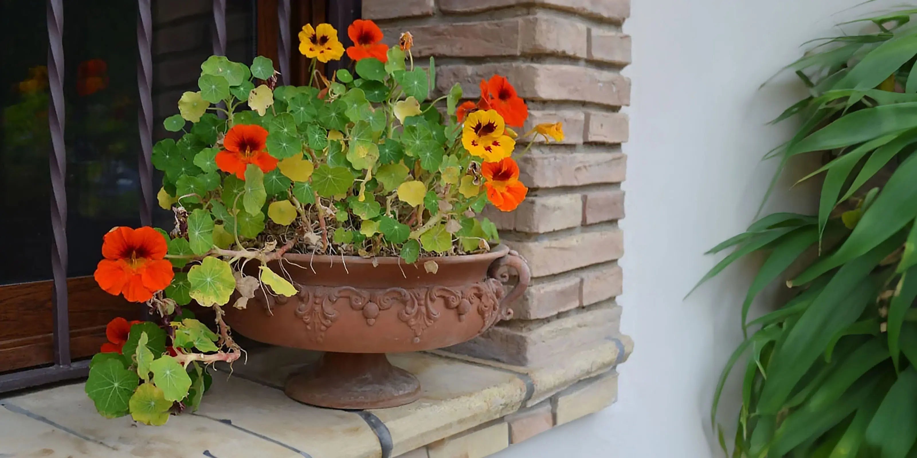 Vaso terracotta ceramiche Caltagirone fatti a mano con fiori colorati su davanzale